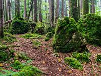 Pfad durch den Wald mit Felskötzen und Wurzeln